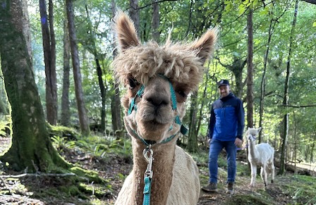 Alpaca Things to do